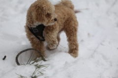 2014-12-25-11-20-42-300x200