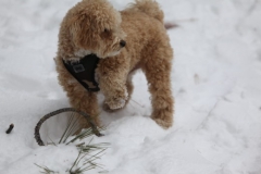 2014-12-25-11-20-42-520x347