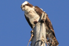 hawk-on-mast