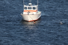 Swift 121